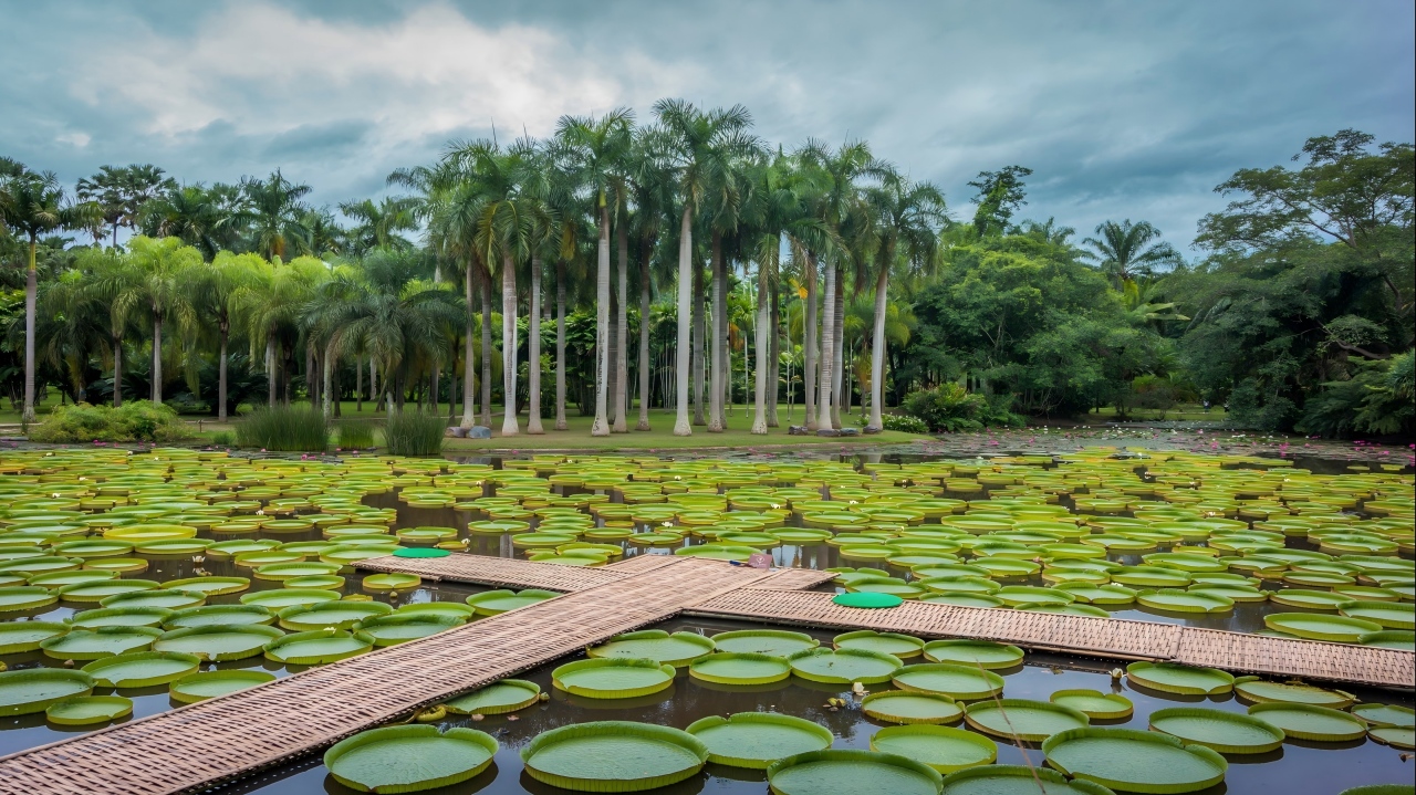 中科院热带植物园 (1)(1)