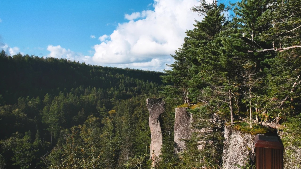 长白山 _ 地下森林